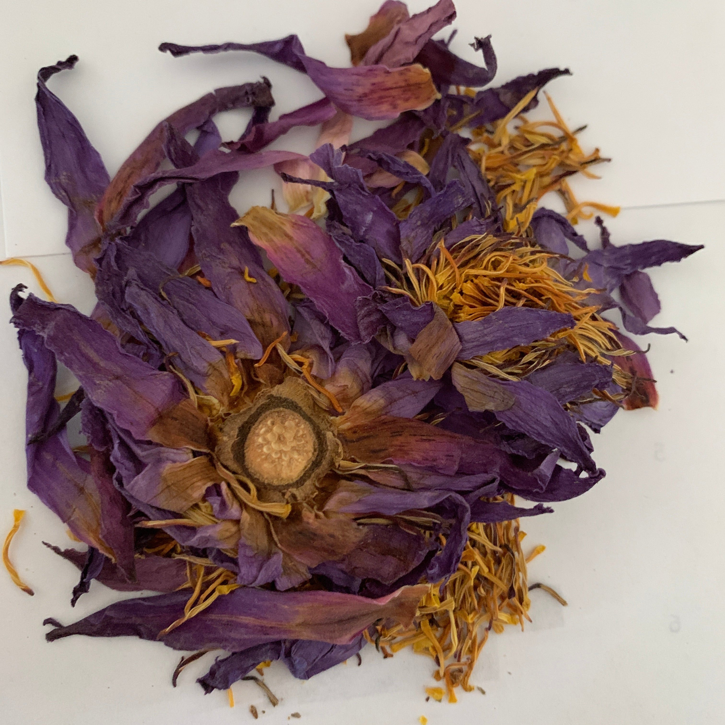 Dried purple and yellow Lotus flowers on a white background