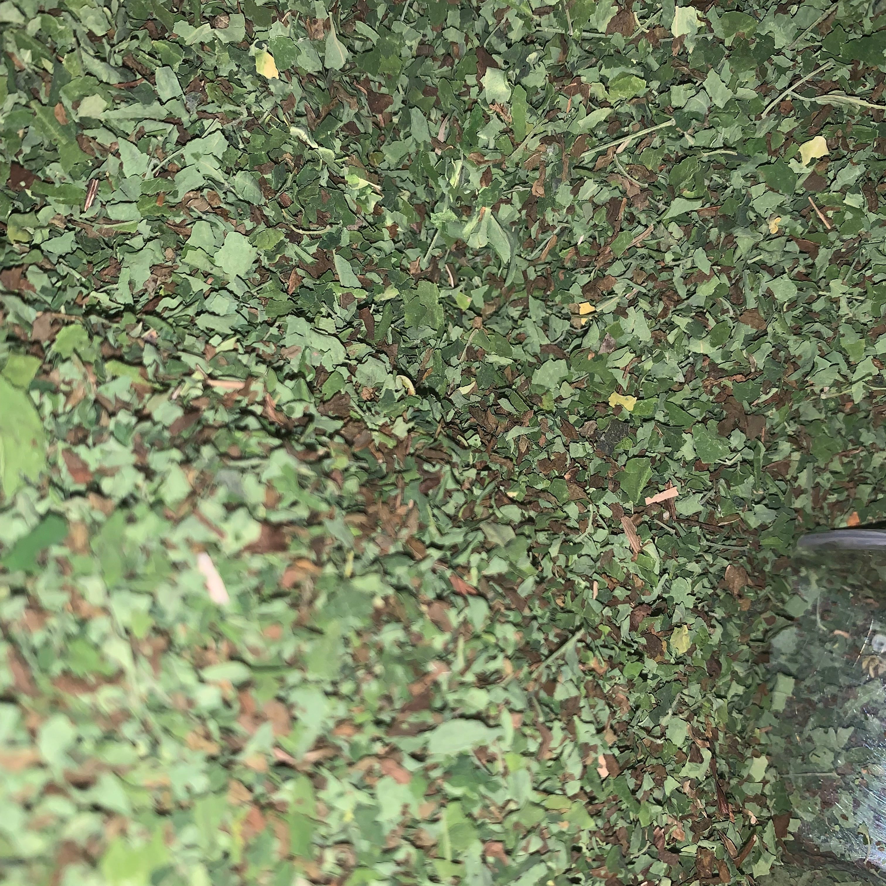 Moringa and Spearmint leaves dried